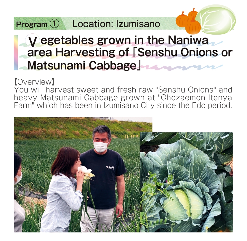 プログラム① 場所：泉佐野市 なにわ野菜「泉州たまねぎ、松波キャベツ」収穫体験